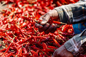 Premium Dry Red Chillies